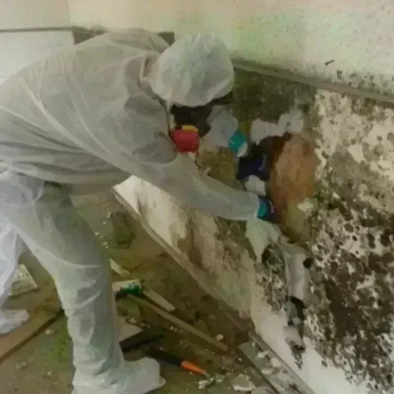 Mold Remediation and Removal in Elmendorf, TX